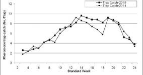 Seasonal variation in pheromone trap catch of BSFB during summer season