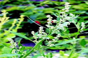 Chenopodium album