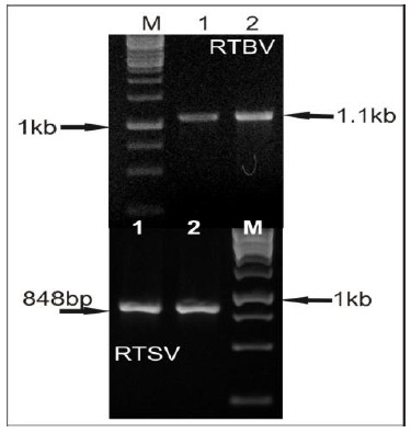 Fig: PCR amplification for RTBV