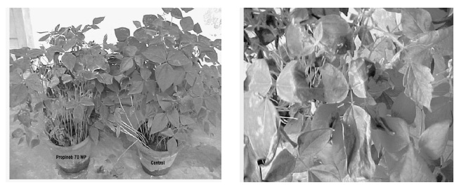 Plate : Phytotoxicity of propineb 70 WP on mungbean