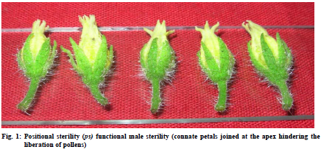 Fig: Positional sterility (ps) functional male sterility (connate petals joined at the apex hindering the