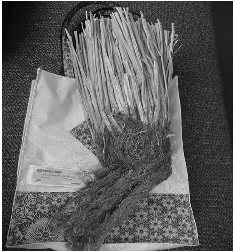 Fig: Rice plant (Ciherang cv.) with 223 tillers grown from single seedling with SRI